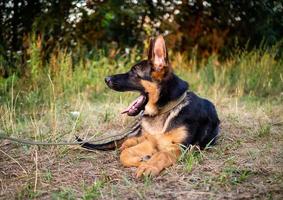 retrato de un cachorro de pastor alemán. foto