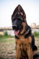 retrato de un cachorro de pastor alemán. foto