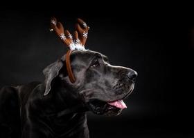 Portrait of a thoroughbred dog in a deer antler hat, highlighted on a black background. photo