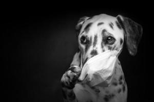 retrato de un perro de raza dálmata con una máscara médica protectora, sobre un fondo negro. foto