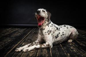 Portrait of a Dalmatian dog, on a wooden floor and a black background. photo