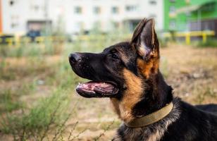 Portrait of a German Shepherd puppy. photo