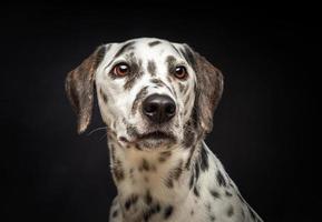 retrato de un perro dálmata, sobre un fondo negro aislado. foto