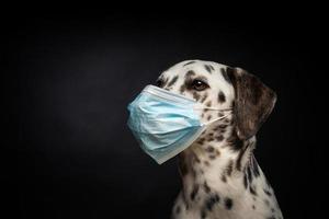 retrato de un perro de raza dálmata con una máscara médica protectora, sobre un fondo negro. foto