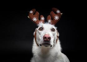 Portrait of a thoroughbred dog in a deer antler hat, highlighted on a black background. photo