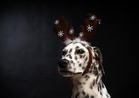 Portrait of a Dalmatian dog in a Santa Claus hat, highlighted on a black background. photo