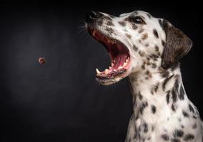 retrato de un perro dálmata, sobre un fondo negro aislado. foto