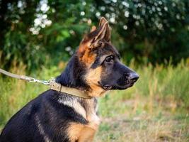 retrato de un cachorro de pastor alemán. foto