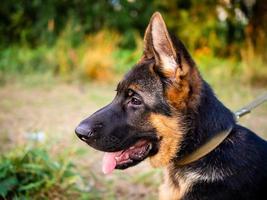 Portrait of a German Shepherd puppy. photo