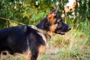 Portrait of a German Shepherd puppy. photo