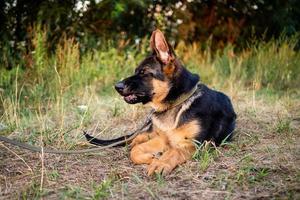 retrato de un cachorro de pastor alemán. foto