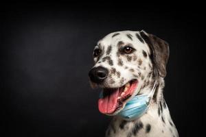 retrato de un perro de raza dálmata con una máscara médica protectora, sobre un fondo negro. foto