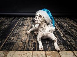 retrato de un perro dálmata con un sombrero de santa claus, resaltado en un fondo negro. foto