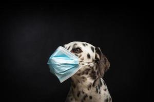 retrato de un perro de raza dálmata con una máscara médica protectora, sobre un fondo negro. foto