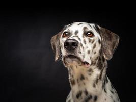 retrato de un perro dálmata, sobre un fondo negro aislado. foto