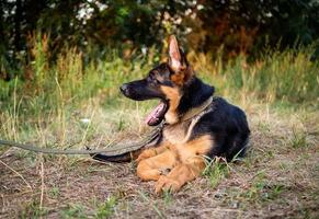 Portrait of a German Shepherd puppy. photo