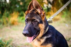 Portrait of a German Shepherd puppy. photo