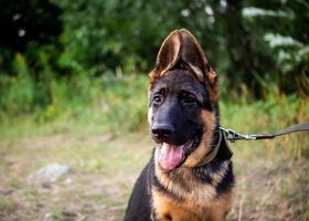 retrato de un cachorro de pastor alemán. foto