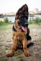 Portrait of a German Shepherd puppy. photo