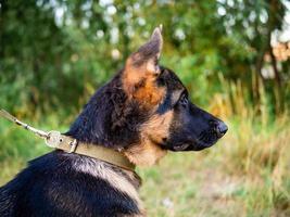 Portrait of a German Shepherd puppy. photo