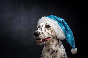 Portrait of a Dalmatian dog in a Santa Claus hat, highlighted on a black background. photo