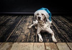 Portrait of a Dalmatian dog in a Santa Claus hat, highlighted on a black background. photo