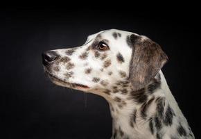 retrato de un perro dálmata, sobre un fondo negro aislado. foto