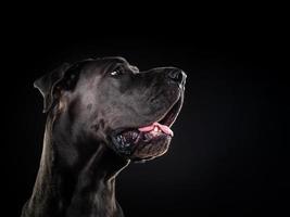 retrato de un gran perro danés, sobre un fondo negro aislado. foto