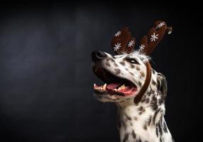 Portrait of a Dalmatian dog in a Santa Claus hat, highlighted on a black background. photo