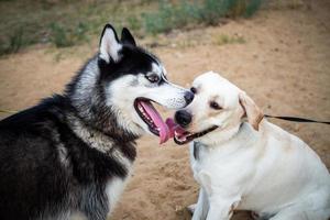 A friendly walk of a dark Husky and a white Labrador. photo