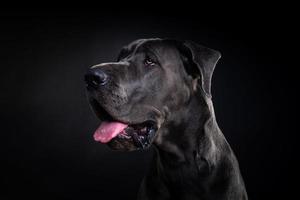 retrato de un gran perro danés, sobre un fondo negro aislado. foto