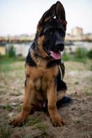 Portrait of a German Shepherd puppy. photo