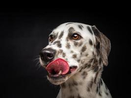 retrato de un perro dálmata, sobre un fondo negro aislado. foto