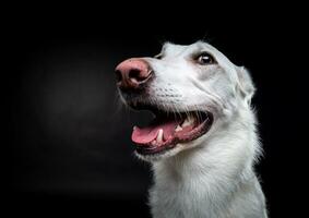 retrato de un perro blanco, sobre un fondo negro aislado. foto