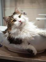 A purebred cat is sitting in the sink, in the bathroom. photo
