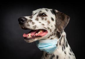 retrato de un perro de raza dálmata con una máscara médica protectora, sobre un fondo negro. foto