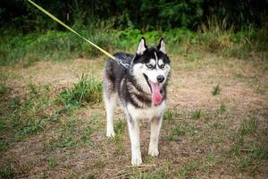 A black and white Siberian husky walking on a summer field. photo