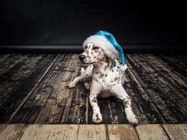 Portrait of a Dalmatian dog in a Santa Claus hat, highlighted on a black background. photo