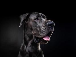 retrato de un gran perro danés, sobre un fondo negro aislado. foto