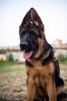 retrato de un cachorro de pastor alemán. foto