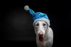 retrato de un perro de pura raza con un sombrero de santa claus, resaltado en un fondo negro. foto