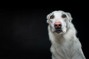 retrato de un perro blanco, sobre un fondo negro aislado. foto