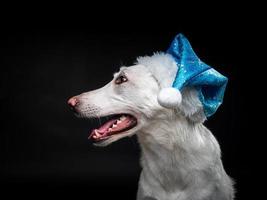 retrato de un perro de pura raza con un sombrero de santa claus, resaltado en un fondo negro. foto