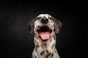 retrato de un perro dálmata, sobre un fondo negro aislado. foto