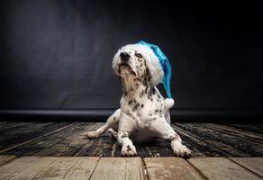 Portrait of a Dalmatian dog in a Santa Claus hat, highlighted on a black background. photo