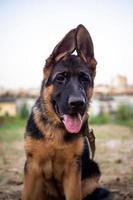 Portrait of a German Shepherd puppy. photo