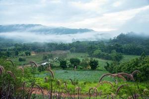 Green field, tree with the blue sky, fog and cloud in the morning photo