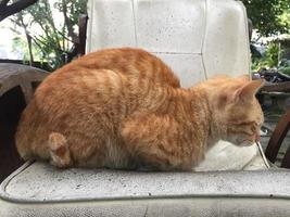 an orange cat is relaxing on a sofa chair photo