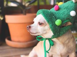 short hair Chihuahua dog wearing Christmas tree  hat sitting and looking away, green garden background. photo