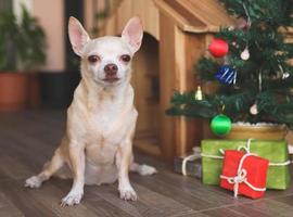 short hair Chihuahua dog  sitting  in front of wooden dog's house with christmas tree and gift boxes, looking at camera. photo